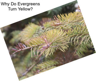 Why Do Evergreens Turn Yellow?