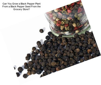 Can You Grow a Black Pepper Plant From a Black Pepper Seed From the Grocery Store?