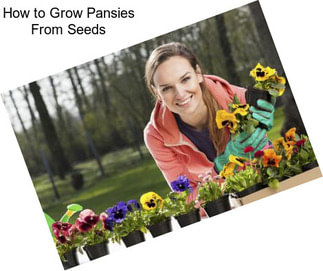 How to Grow Pansies From Seeds