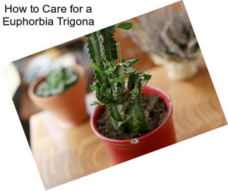 How to Care for a Euphorbia Trigona