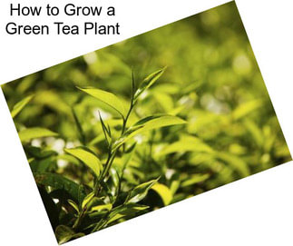 How to Grow a Green Tea Plant