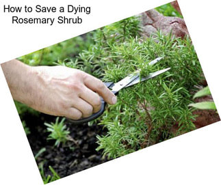 How to Save a Dying Rosemary Shrub