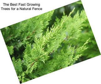 The Best Fast Growing Trees for a Natural Fence