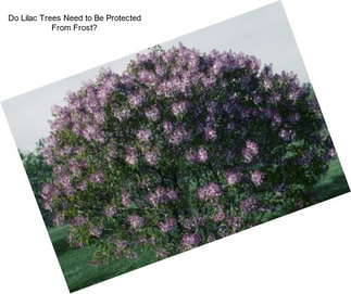 Do Lilac Trees Need to Be Protected From Frost?