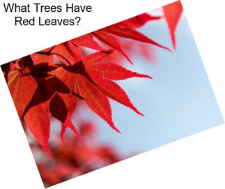 What Trees Have Red Leaves?