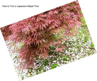 How to Trim a Japanese Maple Tree