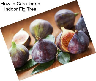 How to Care for an Indoor Fig Tree