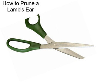 How to Prune a Lamb\'s Ear