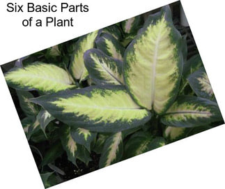 Six Basic Parts of a Plant