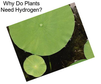 Why Do Plants Need Hydrogen?