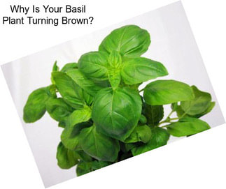 Why Is Your Basil Plant Turning Brown?