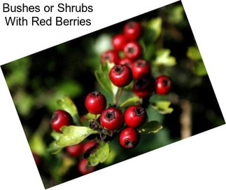 Bushes or Shrubs With Red Berries