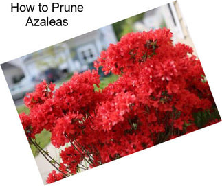 How to Prune Azaleas