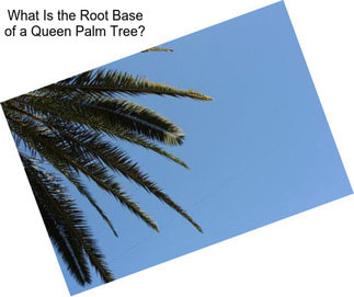 What Is the Root Base of a Queen Palm Tree?