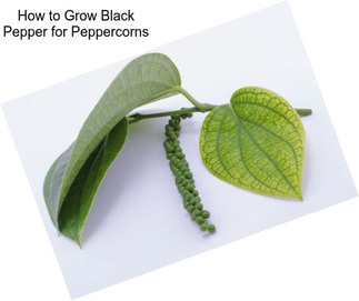 How to Grow Black Pepper for Peppercorns