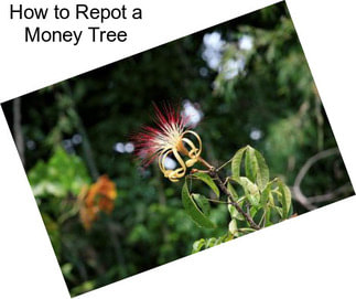 How to Repot a Money Tree