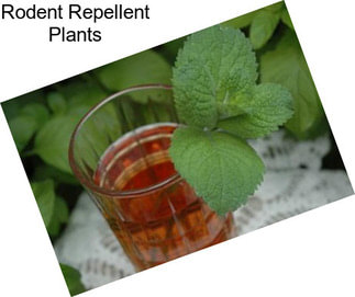 Rodent Repellent Plants