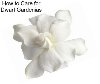 How to Care for Dwarf Gardenias