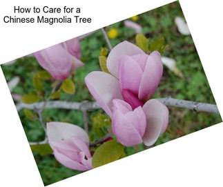 How to Care for a Chinese Magnolia Tree