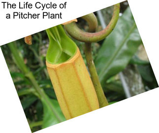 The Life Cycle of a Pitcher Plant