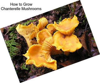 How to Grow Chanterelle Mushrooms