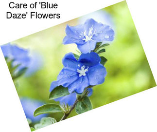 Care of \'Blue Daze\' Flowers