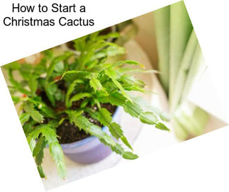 How to Start a Christmas Cactus