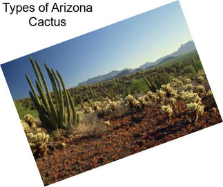 Types of Arizona Cactus