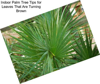 Indoor Palm Tree Tips for Leaves That Are Turning Brown