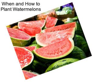 When and How to Plant Watermelons