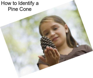 How to Identify a Pine Cone