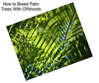 How to Breed Palm Trees With Offshoots