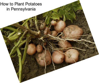 How to Plant Potatoes in Pennsylvania