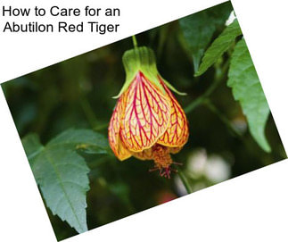 How to Care for an Abutilon Red Tiger