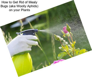 How to Get Rid of Mealy Bugs (aka Woolly Aphids) on your Plants