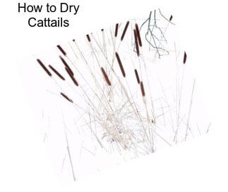 How to Dry Cattails