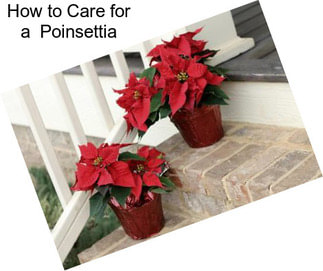 How to Care for a  Poinsettia