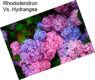 Rhododendron Vs. Hydrangea