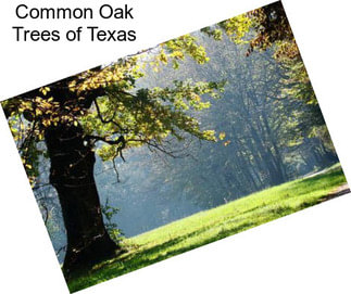 Common Oak Trees of Texas