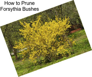 How to Prune Forsythia Bushes