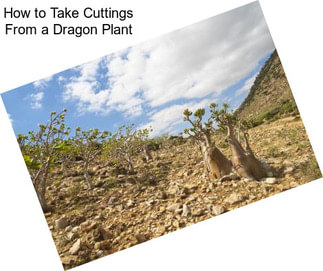 How to Take Cuttings From a Dragon Plant