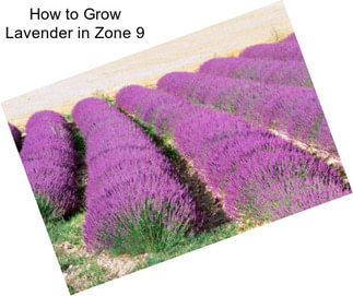 How to Grow Lavender in Zone 9