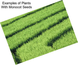 Examples of Plants With Monocot Seeds