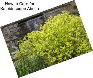 How to Care for Kaleidoscope Abelia