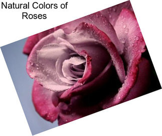 Natural Colors of Roses