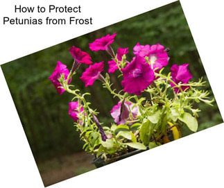 How to Protect Petunias from Frost