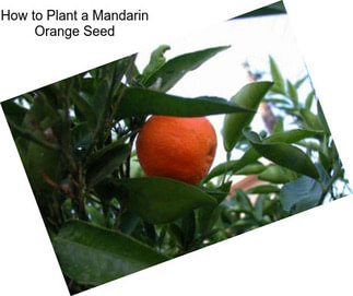 How to Plant a Mandarin Orange Seed