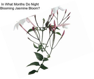 In What Months Do Night Blooming Jasmine Bloom?