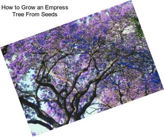 How to Grow an Empress Tree From Seeds