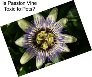 Is Passion Vine Toxic to Pets?